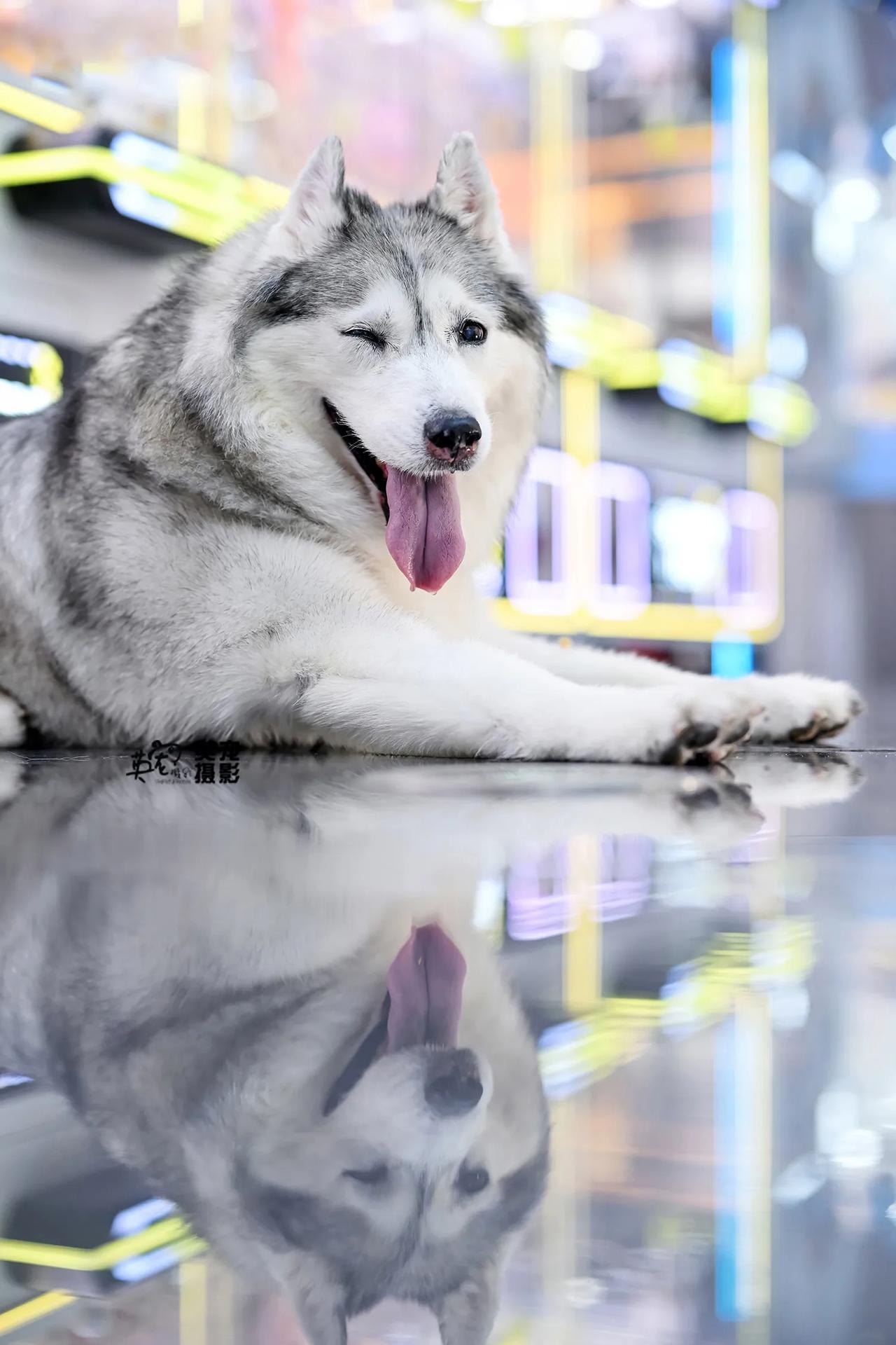 16岁的叮当，已经在长沙给他拍照好多年了
前两天他走了，就在我们定好今年拍摄时间