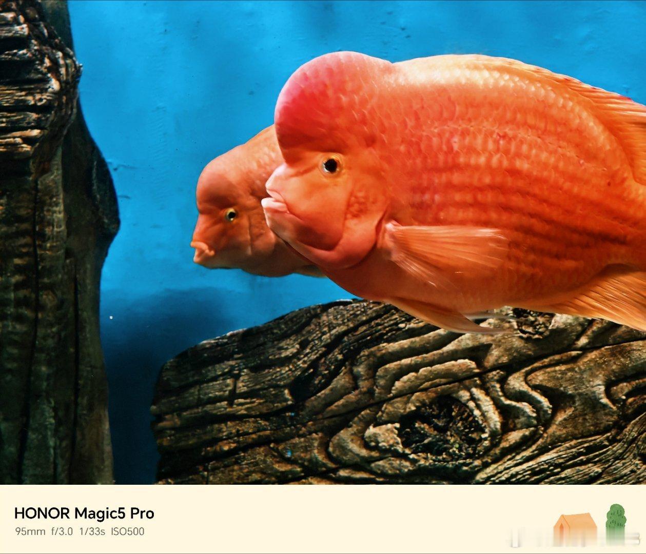 水族馆偶遇额头鼓鼓的红财神鱼圆滚滚红彤彤，表情自带一股傲娇感，时而躲在木缝后面探