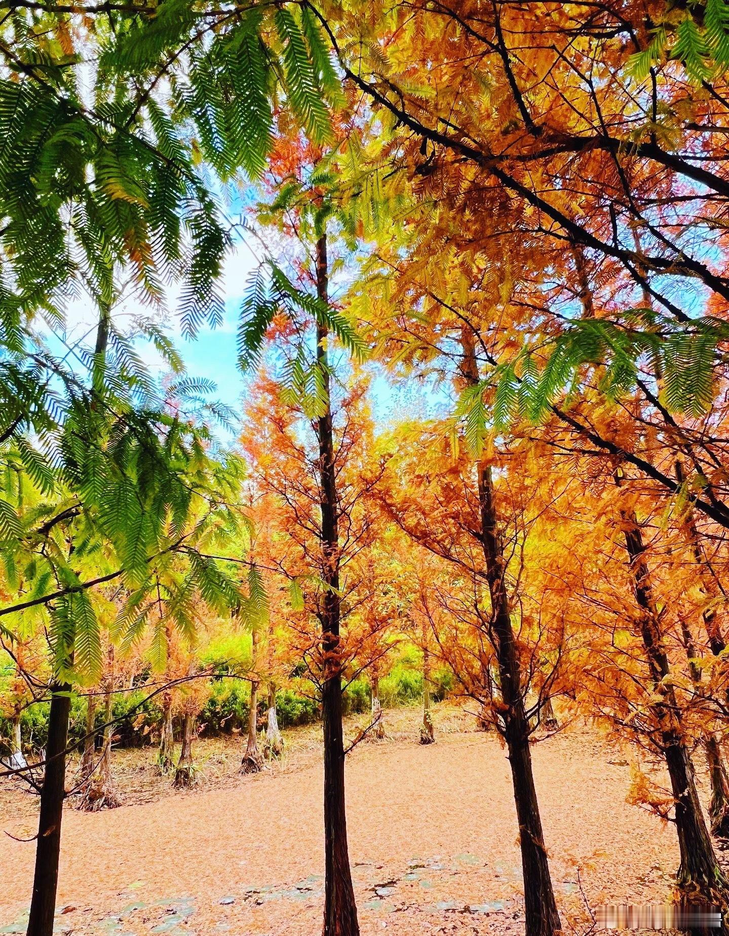 调色盘具象化了明天去拍银杏最近的天好到爆心情也美丽娃在写妈妈牌作业真好👌🏻?