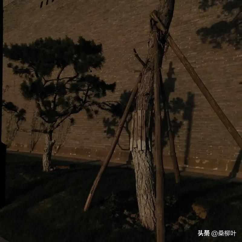 碎漠愁·莫教臆想锁皮囊

瀚海长风漫卷枯沙，孤驿残烟，胡杨独倚荒野。世人常道，缠