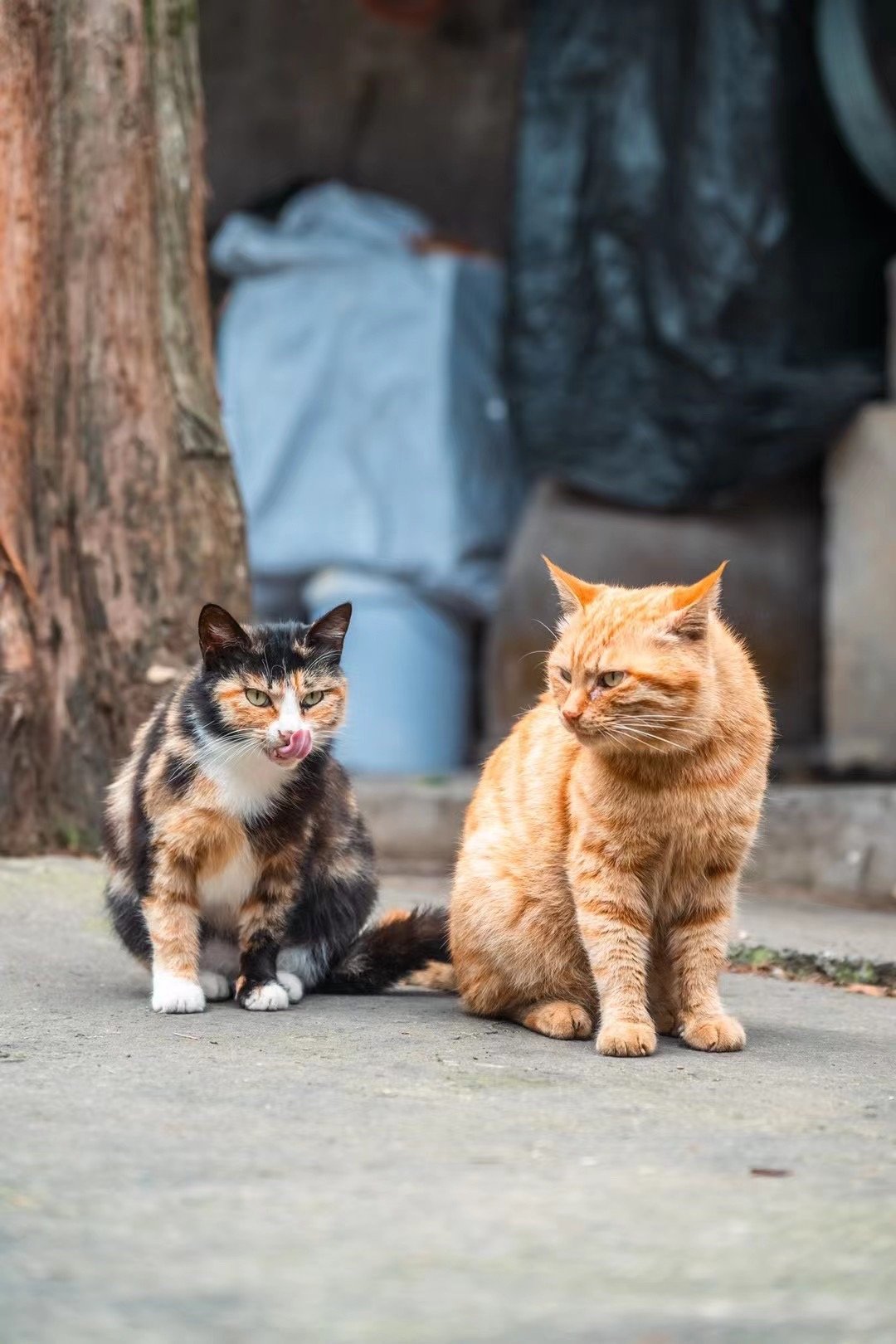 猫友帮我去看了小龙女的亲妈臭橘还是喜欢跟着她#春日萌宠随手拍# ​​​