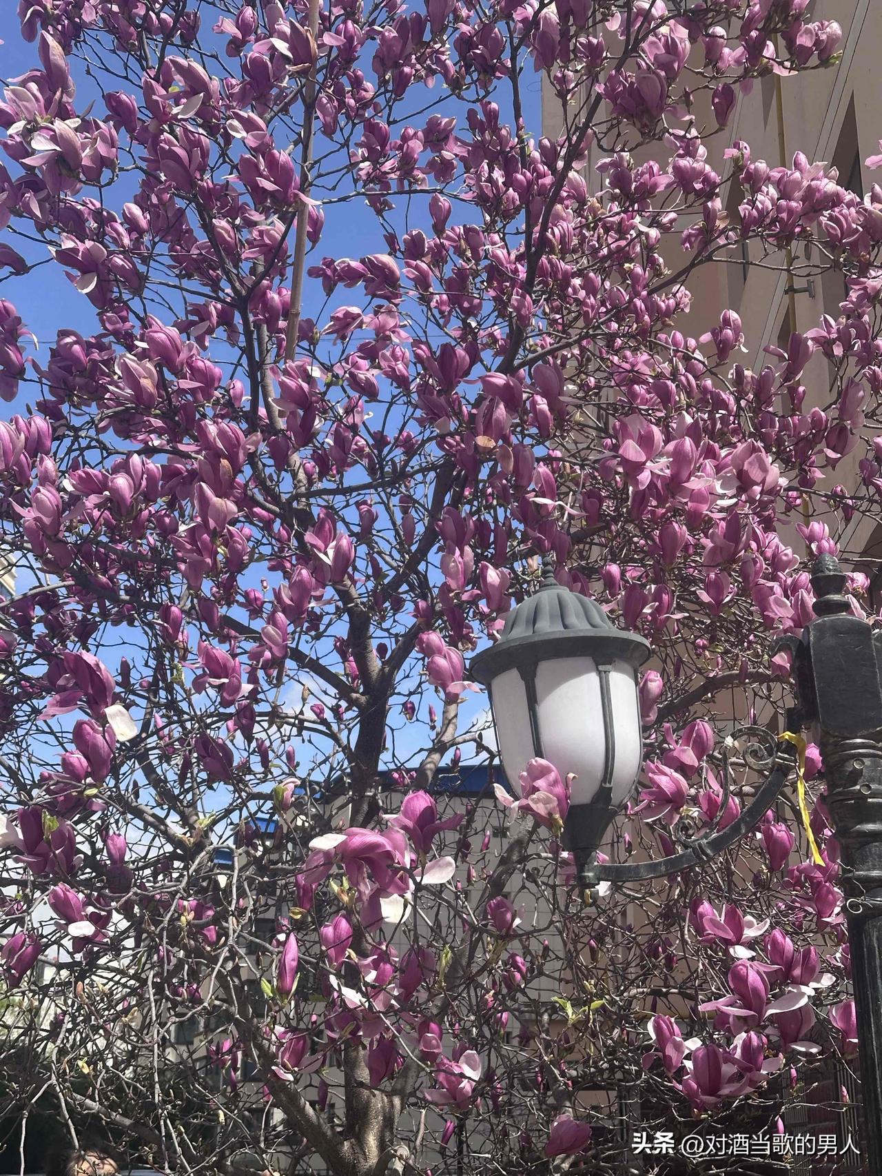 春日生活打卡季春天真好，鲜花盛开，一派万物复苏景象，一年之计在于春。