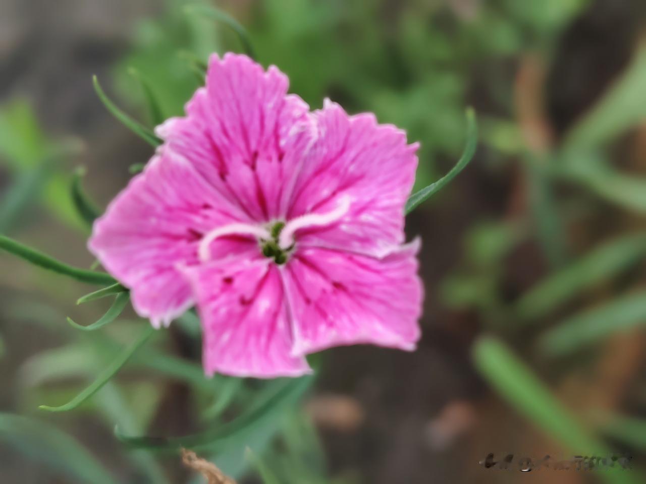 夏日生活打卡季前院小立子家路边的小花儿，虽然不是那么娇艳欲滴，但洋洋洒洒的很吸睛