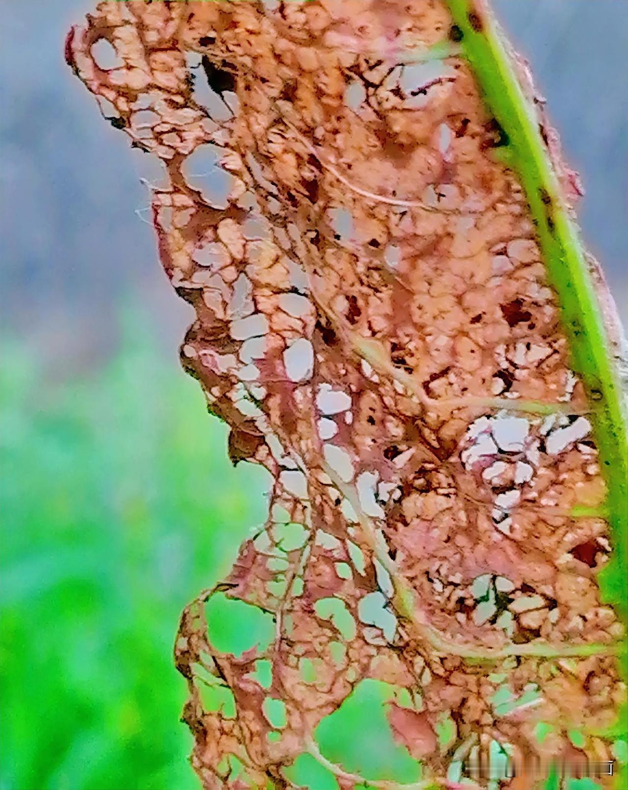 《枯叶之美（李林摄于汉中城固）》