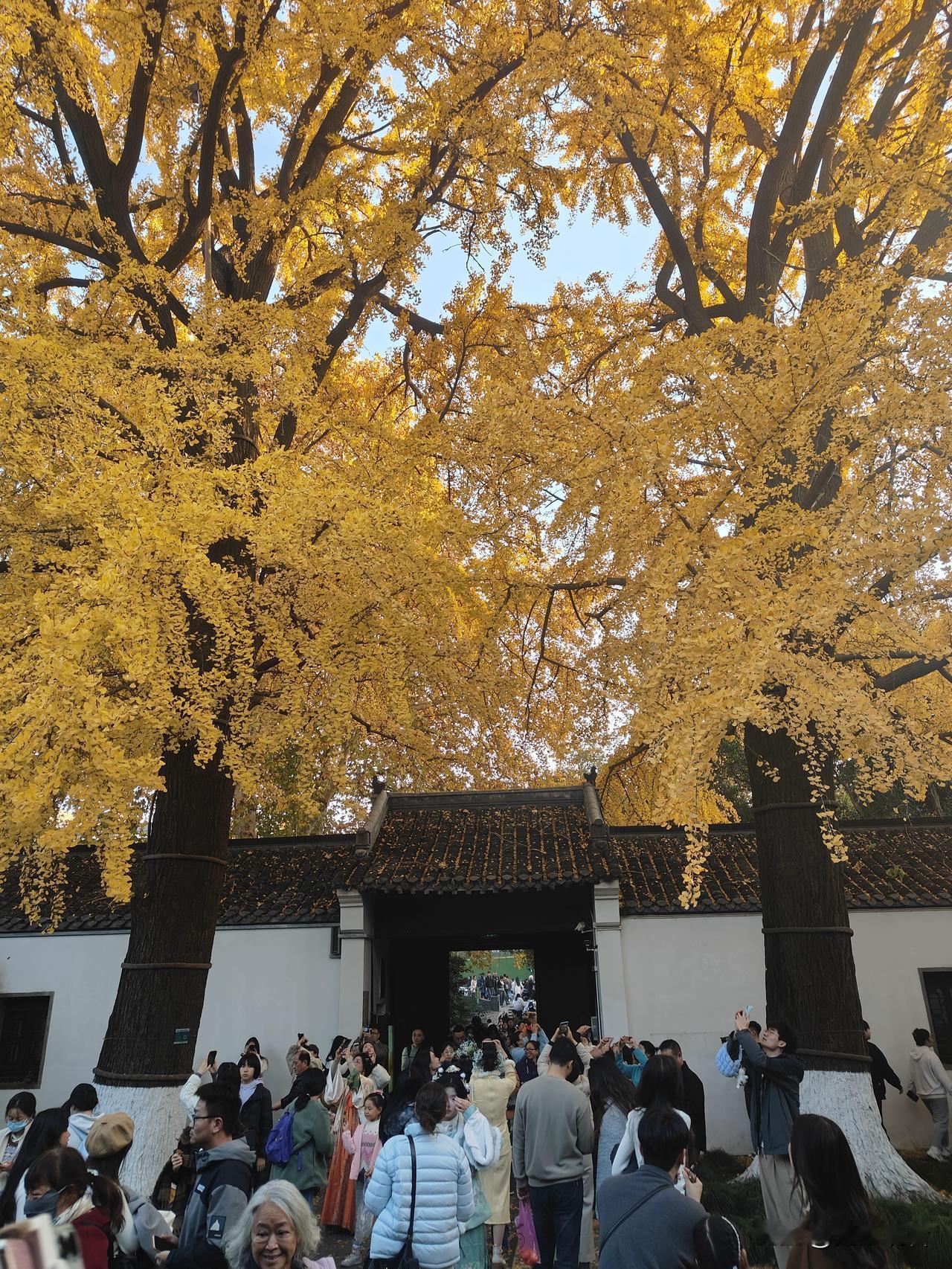 扬州史可法纪念馆的古银杏树，吸引了来自全国各地的游客来打卡