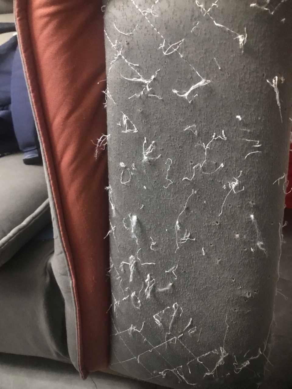 49584【心灵丑】此狸奴心肠奇坏，尝购爬架以供其戏之，反令沙发之扶手千疮百孔之