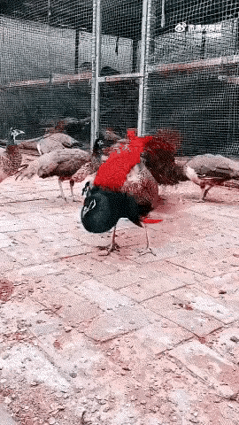 大家新年好！恭贺新喜，诸事顺遂，马到成功！[燃烧的心][红包来啦][锦鲤到来][