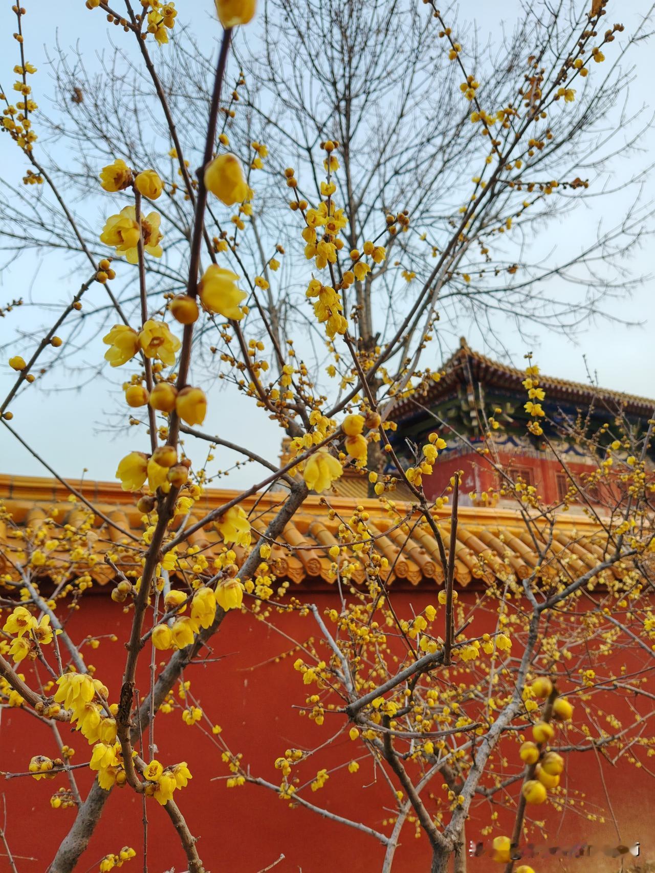 今日随手拍青州龙兴寺腊梅花开正当时