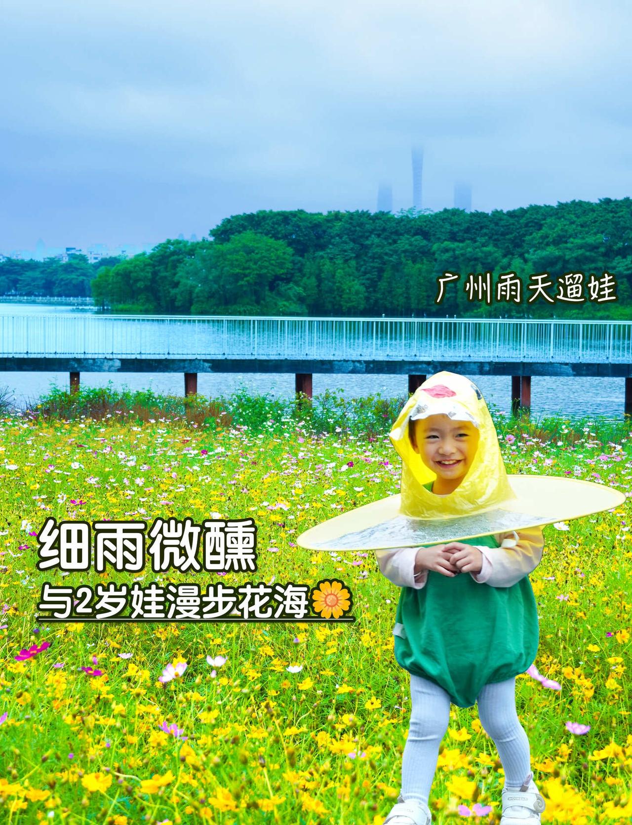 被雨天海珠湖美到！和2岁娃邂逅硫华菊花海
live实拍🌫️灰蒙蒙雨天的海珠湖湖