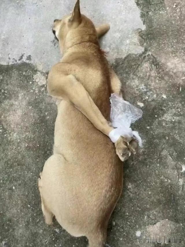 用​摆事实，讲道理，讲逻辑，讲契约的老方法去感化流氓？做梦去吧！结果必然是流氓嘴