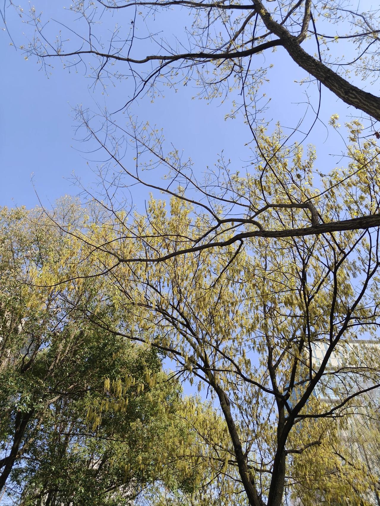 三月：与春同住

春未老，风细柳斜斜。
风动，柳摇，春光醉人。

春风拂绿柳梢，