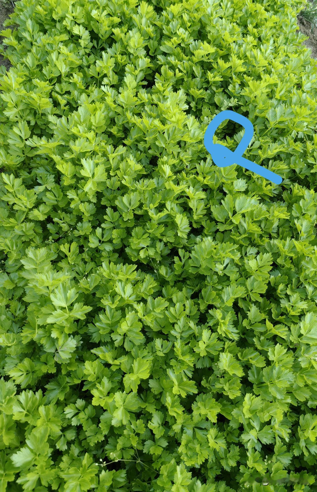 【老乔头种果菜·会种会采会吃】芹菜难种：原来可以这样种这样吃

我们园区兴起食苗