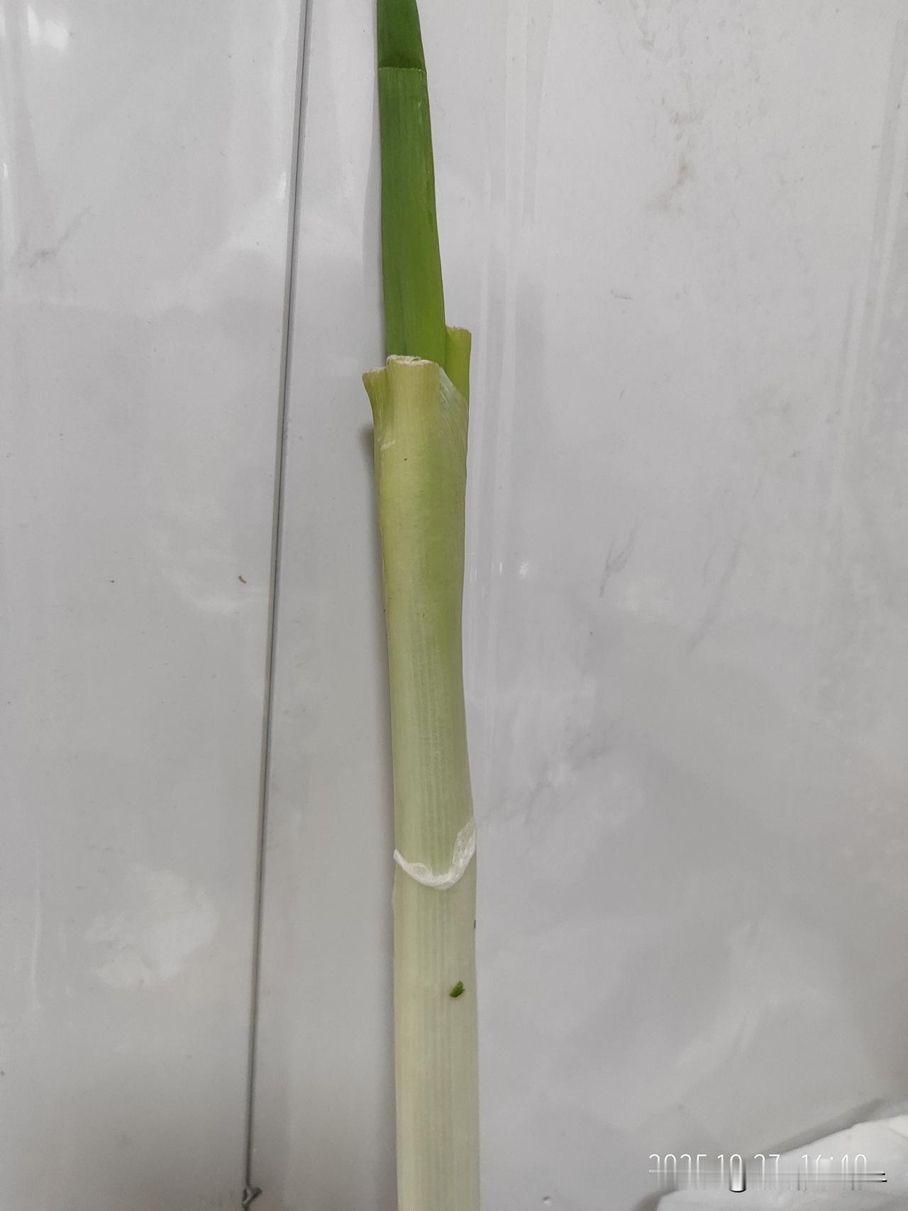 每次剥葱，剥白菜，洋葱这些一层层蔬菜的时候都在想，这么好的菜，能不能别把最外面一