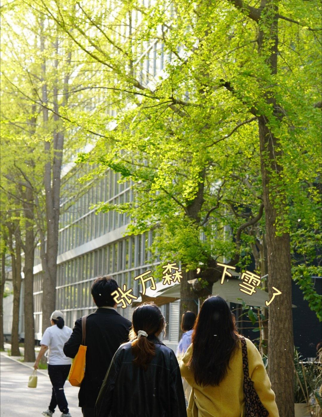 外地人第一次见识到什么叫做未若柳絮因风起，一出门就被杨柳毛毛糊了一脸，重生之我在