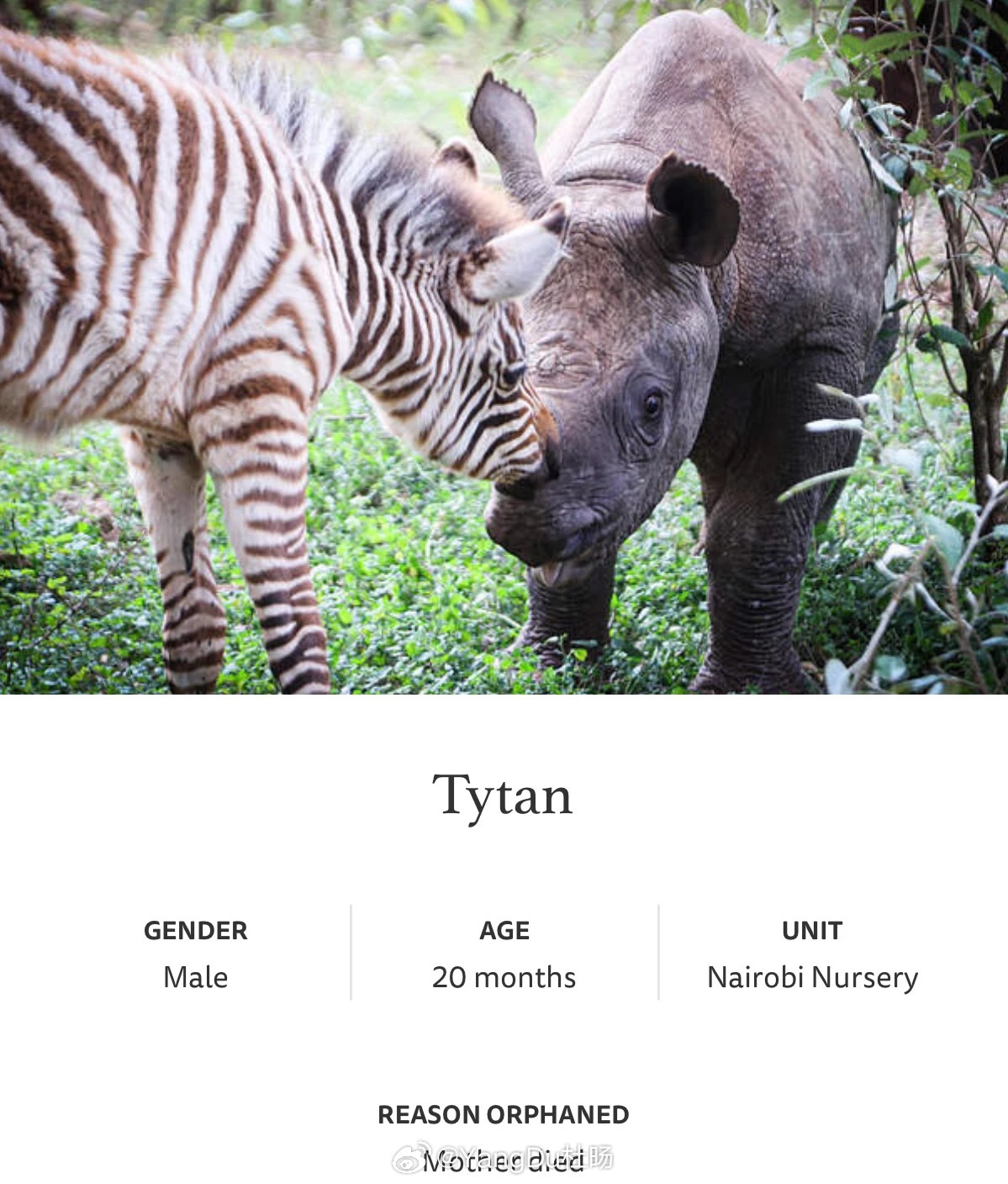 和YangDu动物乐园一起领养小犀牛Tytan🦏2026-2027 YangD