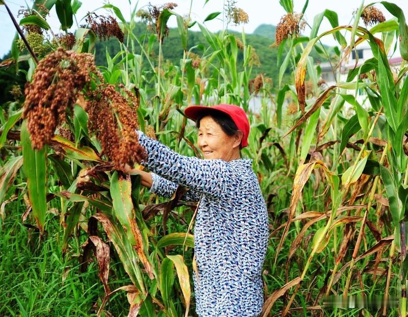 彭泽万亩红缨子高粱漫成红海 ！收割机在田里来回奔跑，饱满高粱穗即将酿成美酒，带动