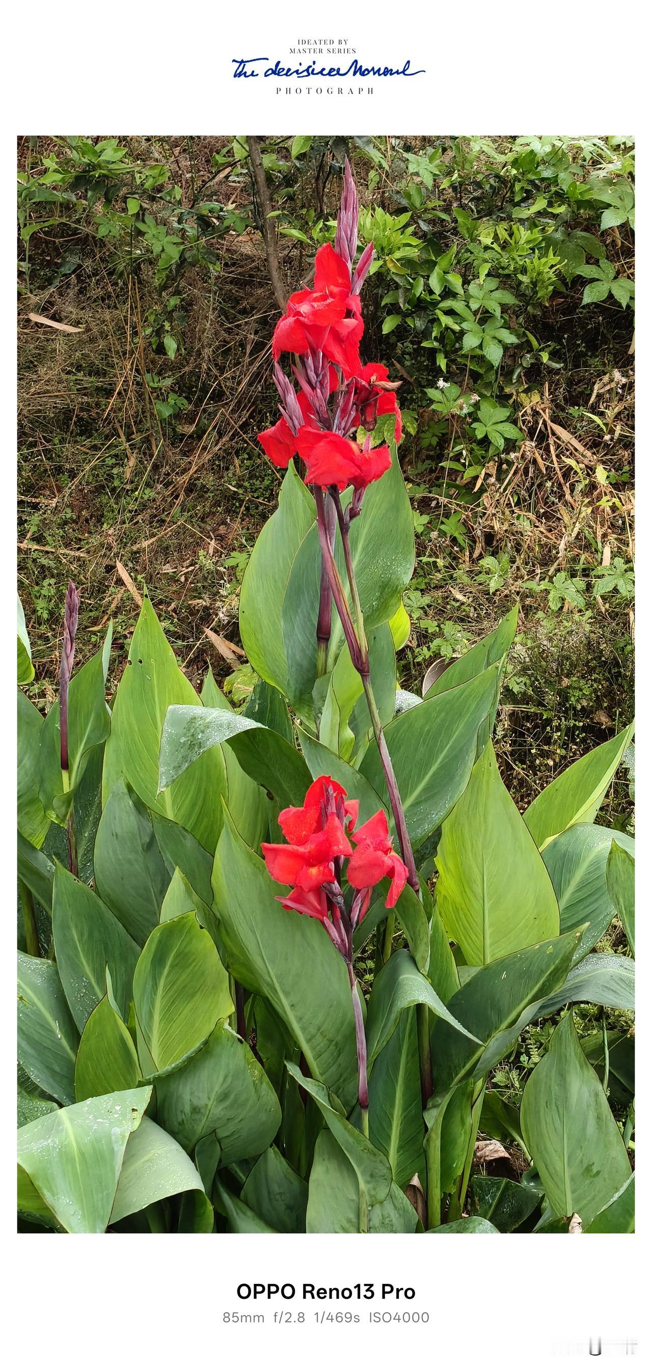 万绿丛中一点红，乡野美人蕉，一眼就心动✨
 雨后的乡间山野，满眼都是层层叠叠的清