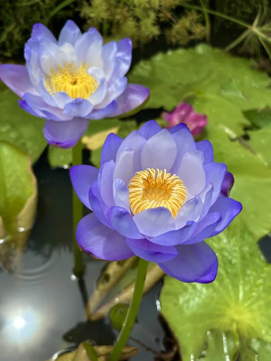 澳洲睡莲