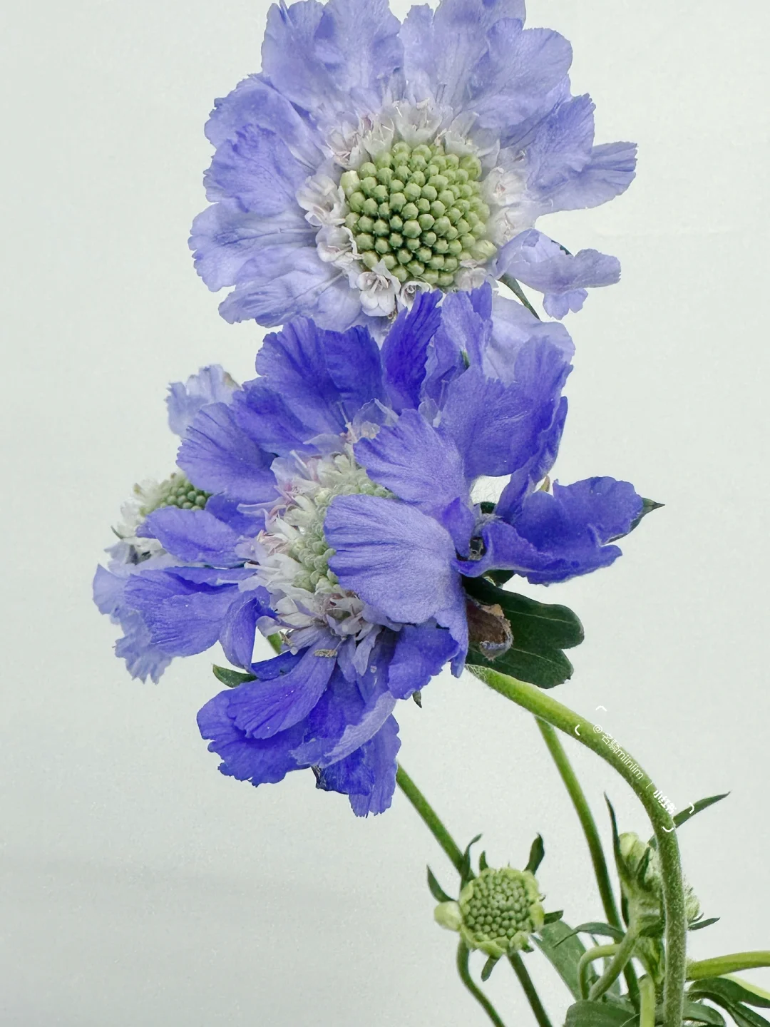 花材认识｜蓝盆花🔹无法消融的大雪