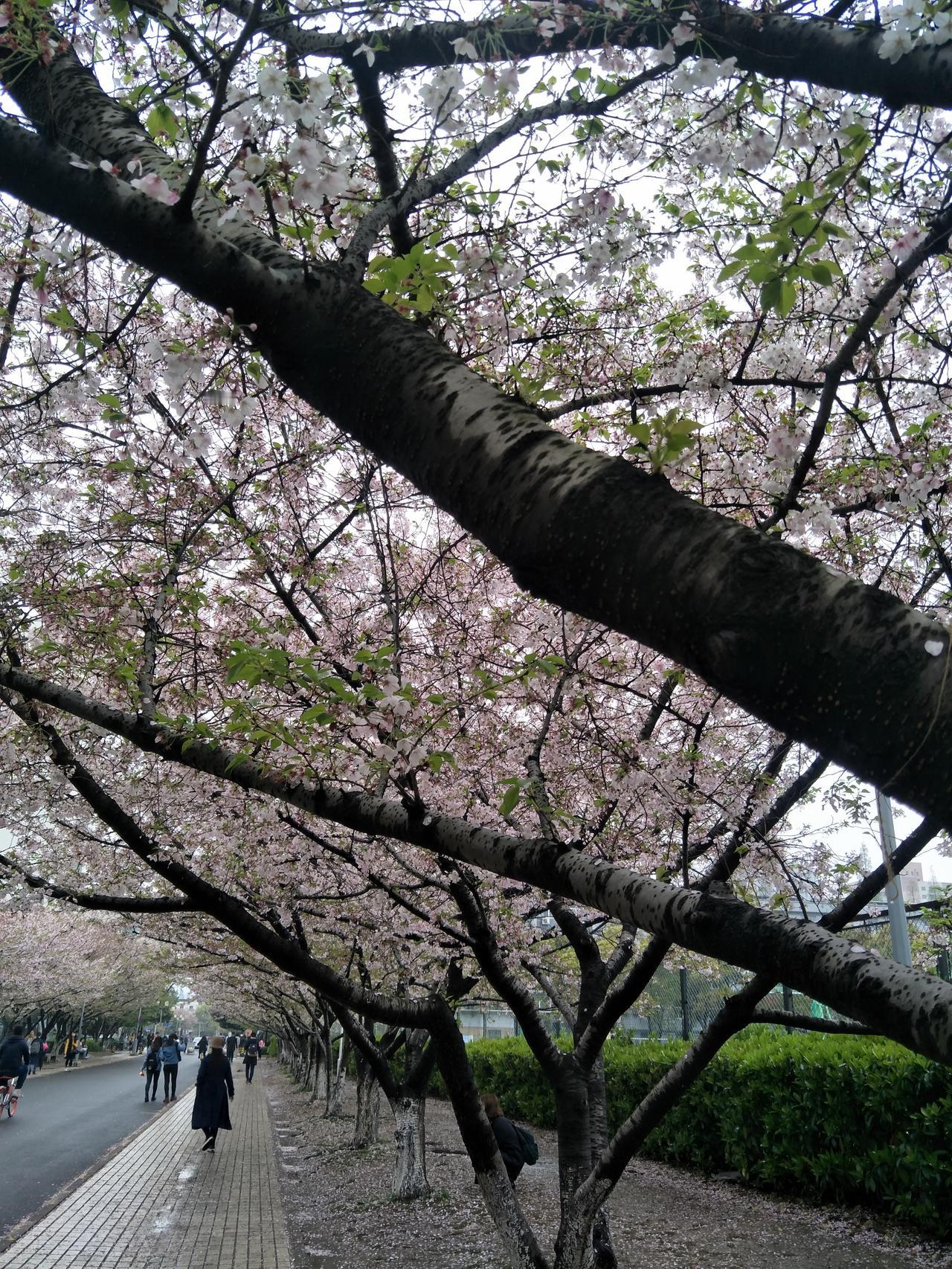 今天中午🈶老同事找我，

她以为我在同济大学里面上班，

想问问看同济樱花🌸