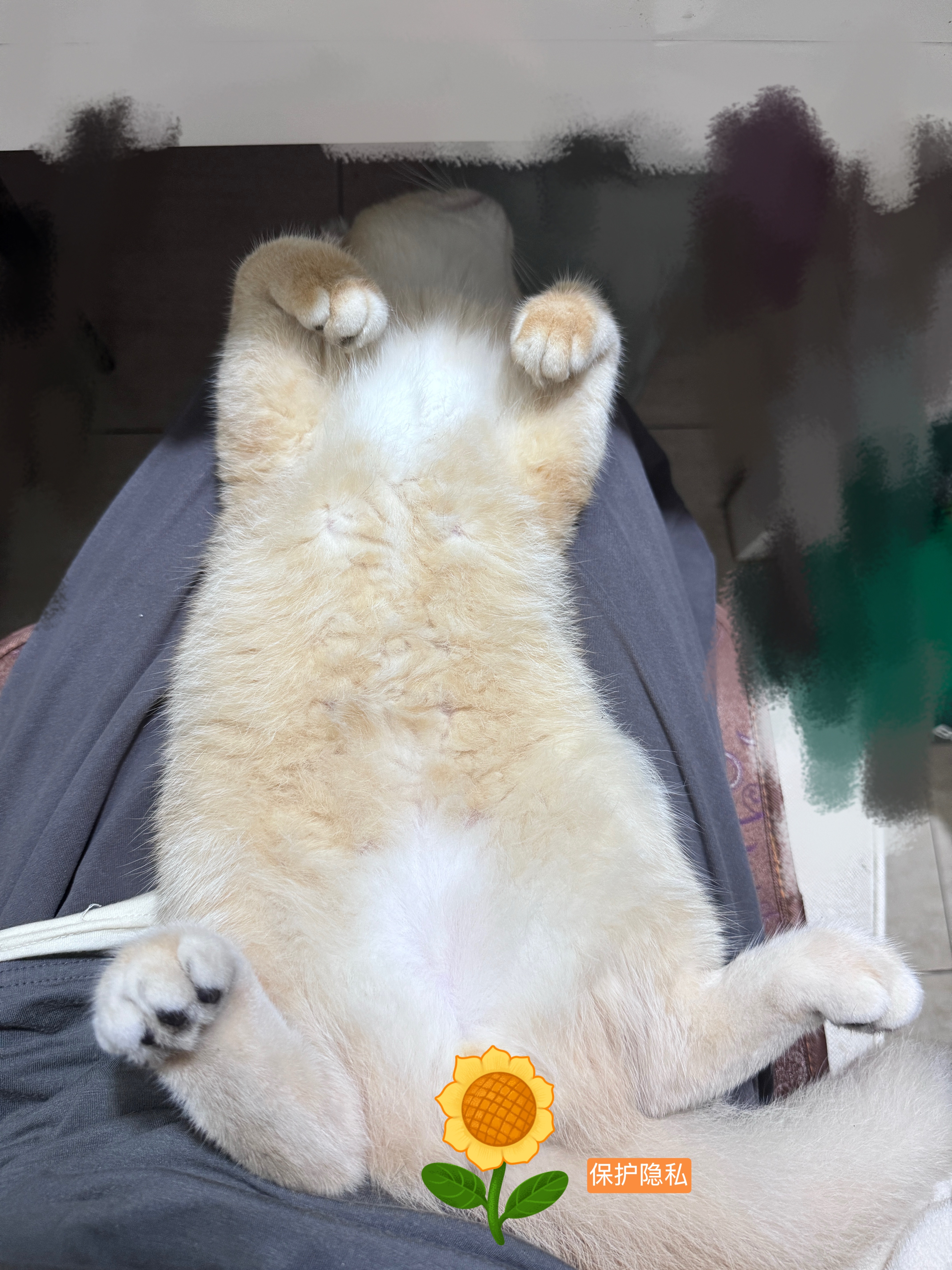 谁家好猫睡得这么四仰八叉的[喵喵] ​​​