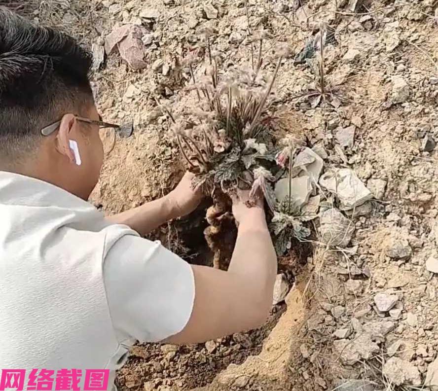 重庆有男子上山去挖野菜，没有想到在这一过程里竟然挖到了大的地黄，这把男子惊讶不已