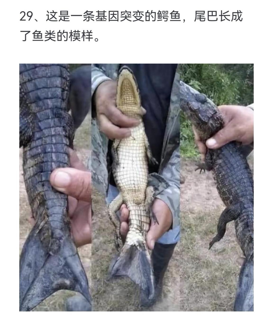 这是一条基因突变的鳄鱼 尾巴长成了鱼类的模样