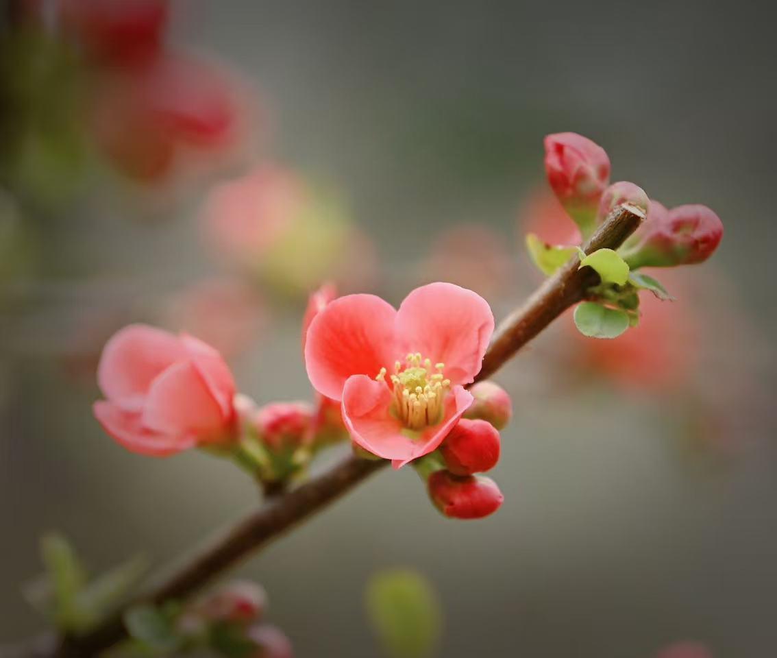 3月14日，济南百花公园玉兰大道旁的贴梗海棠盛放，枝头挂满了娇艳欲滴的花骨朵，红