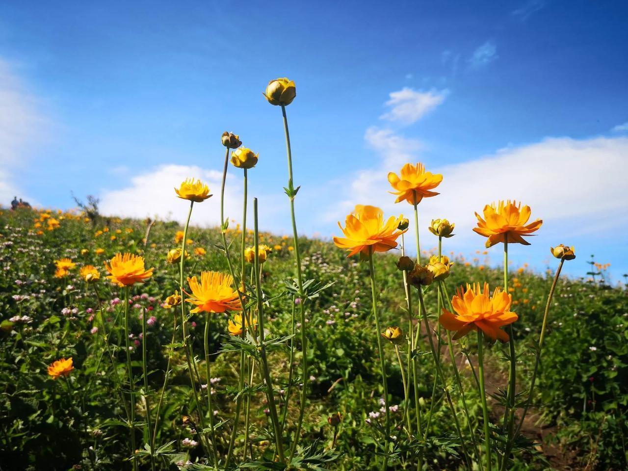 金灿灿的金莲花，一眼就能认出
金莲花，别名旱金莲、金梅草，是毛茛科多年生草本植物