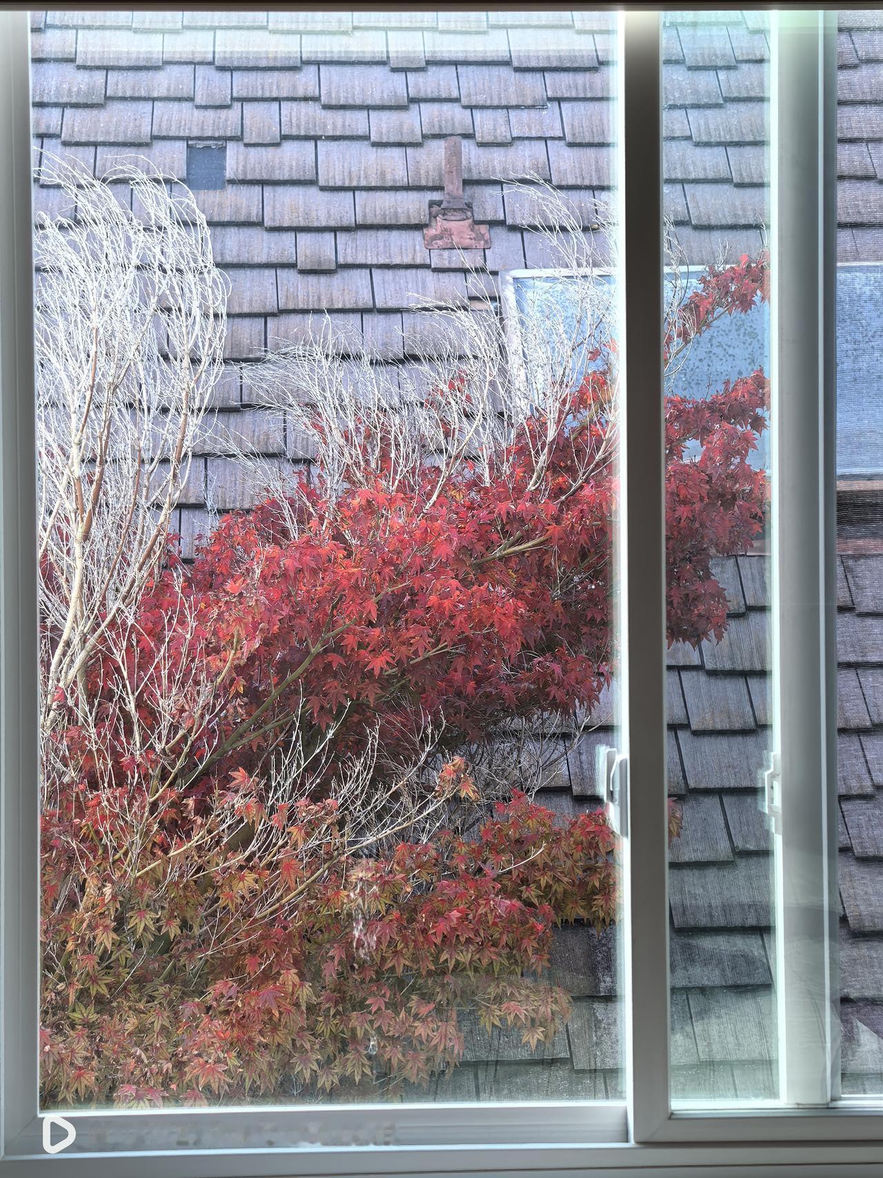 《窗外》
          --题记：我住的房间外，初冬时节，红枫树叶正是鲜艳