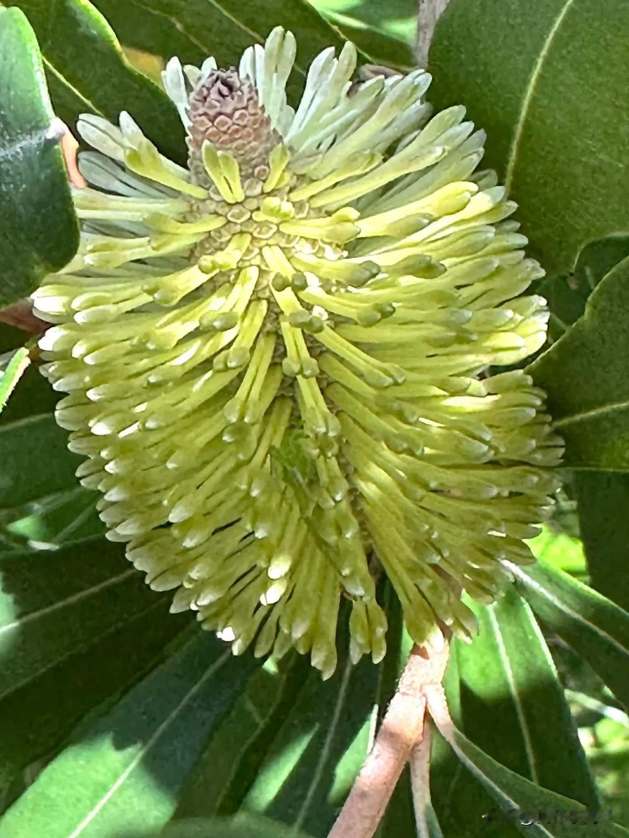 Banksia integrifolia又名佛塔树、全缘叶斑克木
他被公司炒了兩