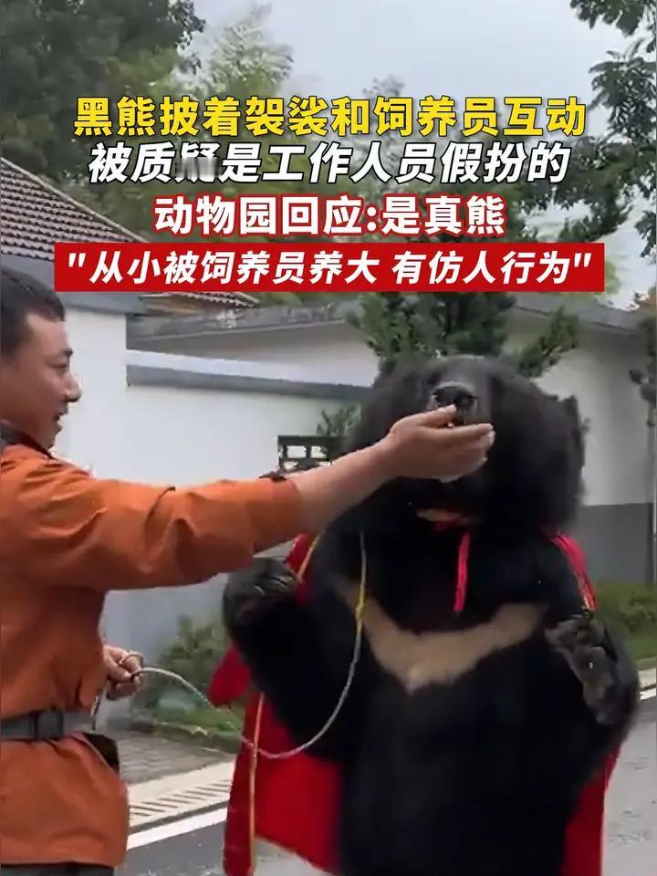 安徽皖南野生动物园那头披袈裟
的黑熊秘密终于藏不住了！不是工作人员为了博眼球找人