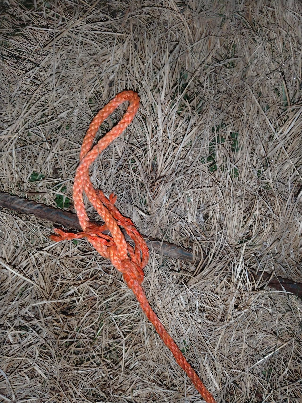 我也遇到过流浪狗的事儿。之前有只流浪狗深夜闯入我家，吓得我家猫咪直喊“妈妈”。我