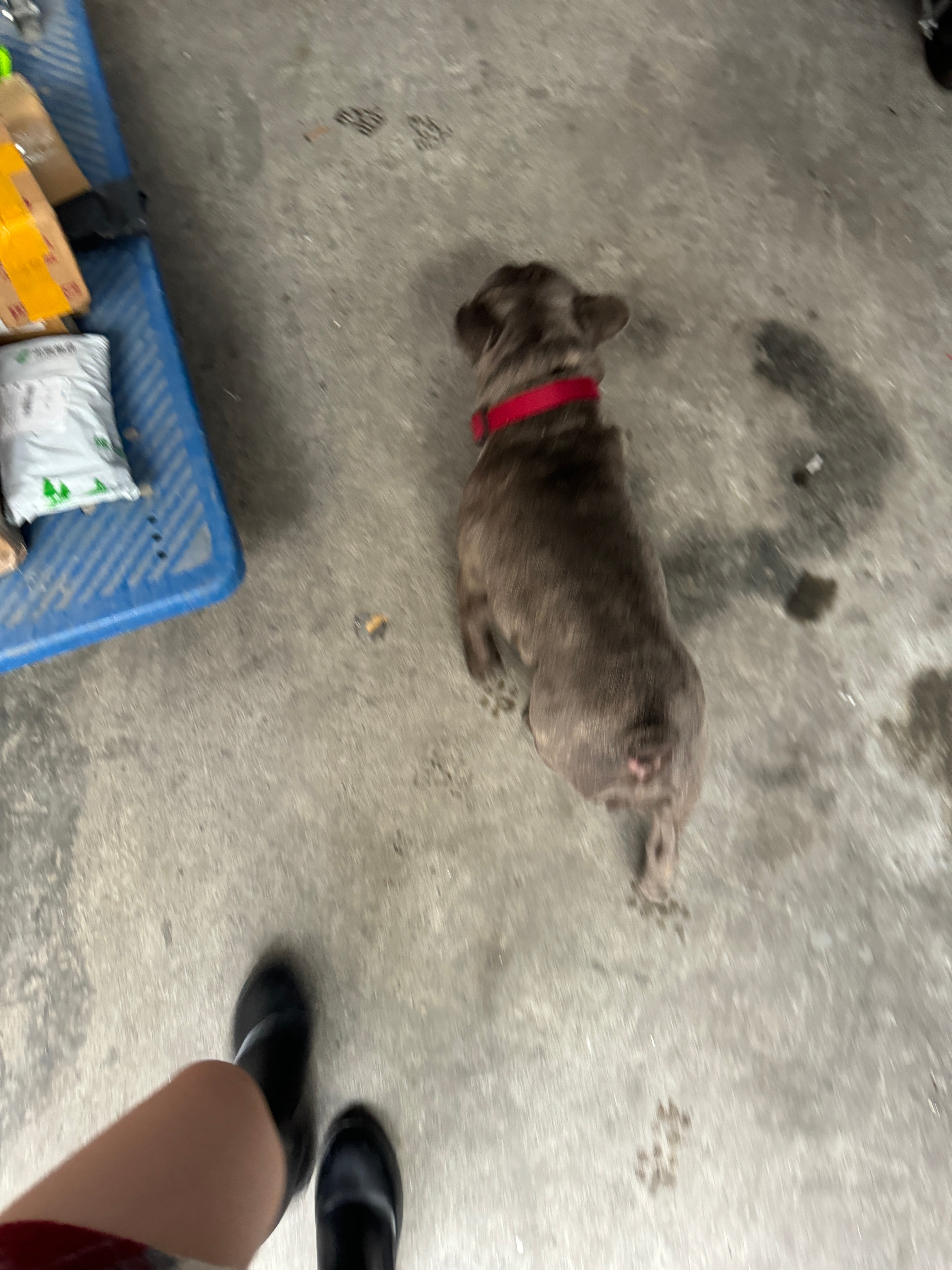 即将成为我的狗 ​​​