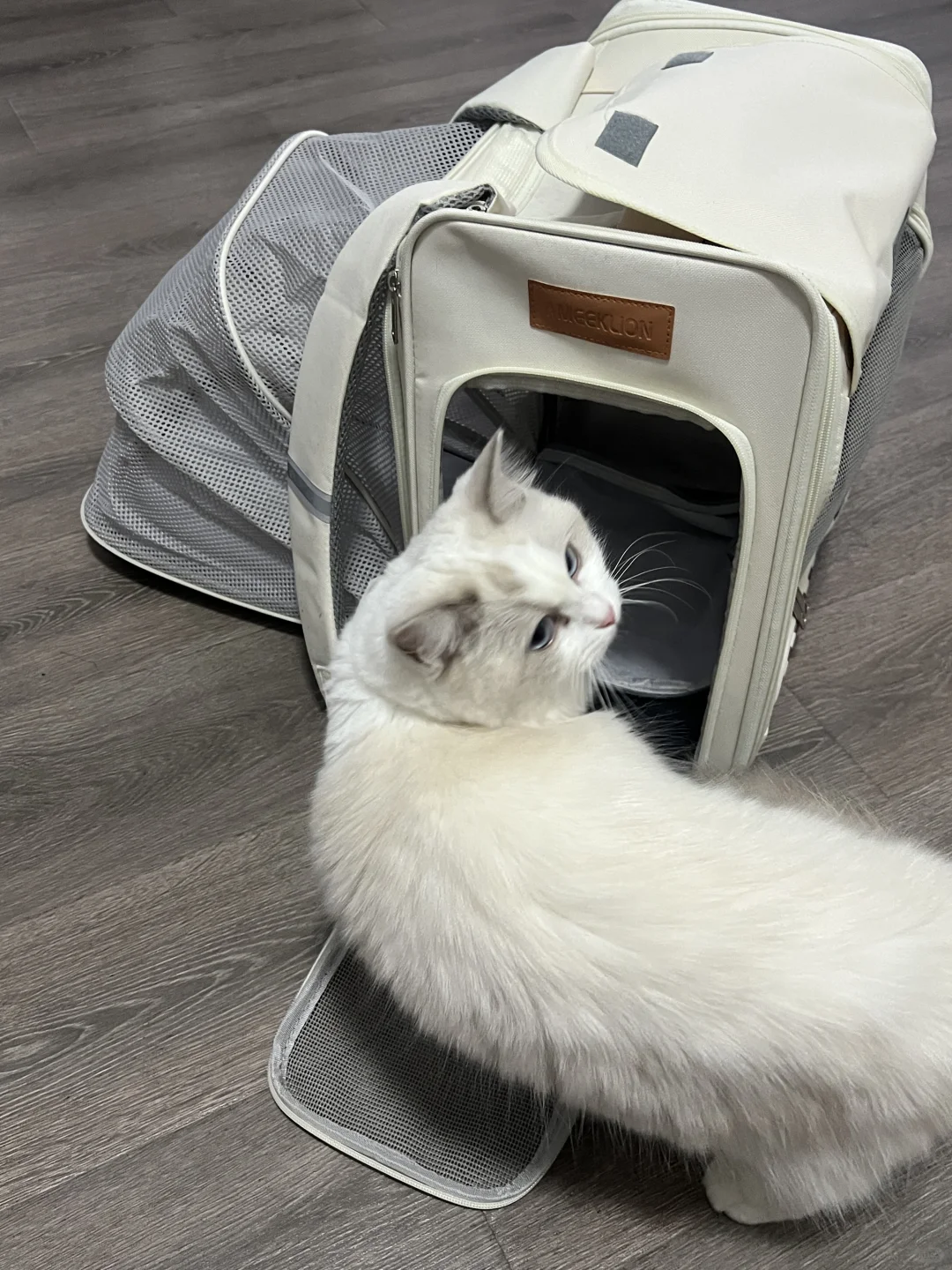 终于可以带我家小猫见世面了！！