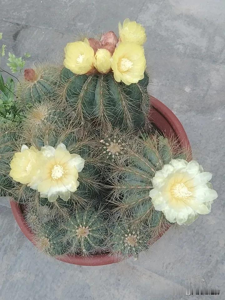 仙人球花