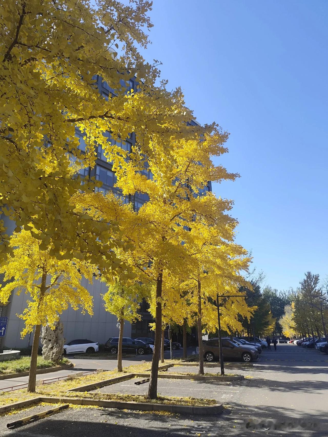 秋日暖阳下的金黄树叶，岁月静好。🍂🍁🍂