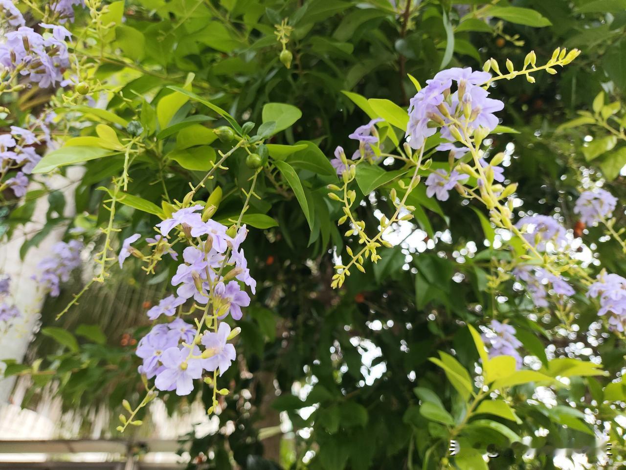 昨天去了一趟儿童医院，
看到了很多小朋友，
听到了他们的“哇”声一片，
大人在身