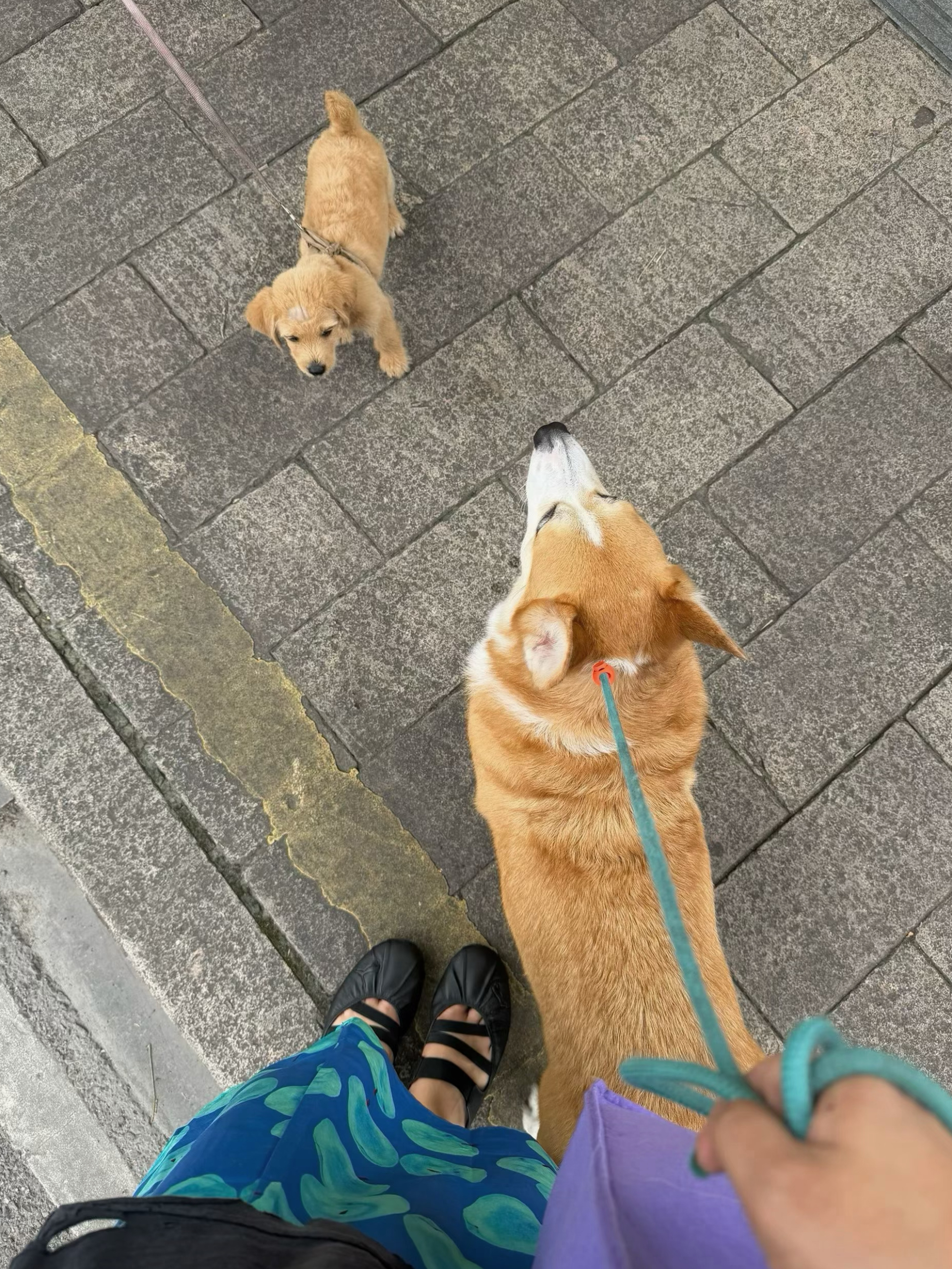 意识到乔治很大一只🐕 