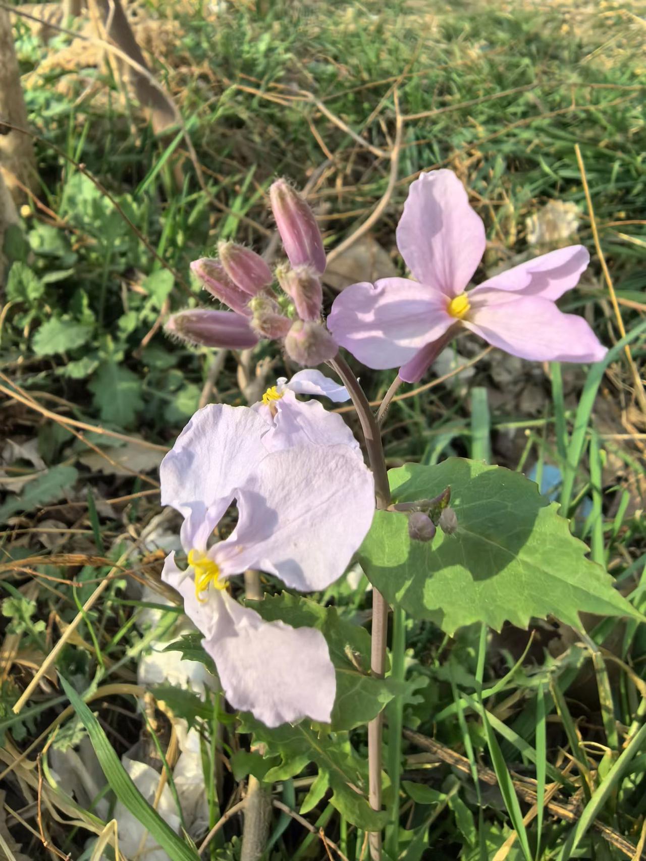 春天的故事，花开富贵[送自己一朵花][送自己一朵花][送自己一朵花][玫瑰][玫