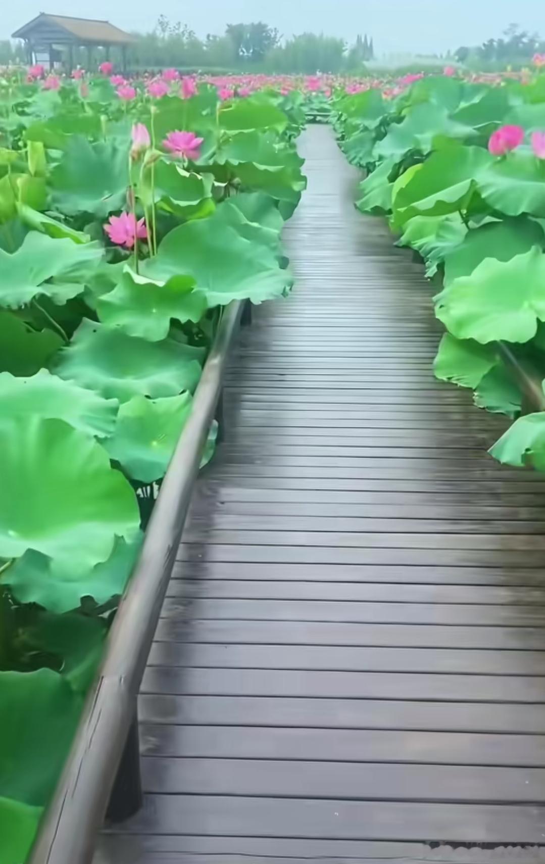 洋洋高锐，往事随风·吗◎总觉得往事……难追◎有时……想哪一潭的月月影……绢绢有时