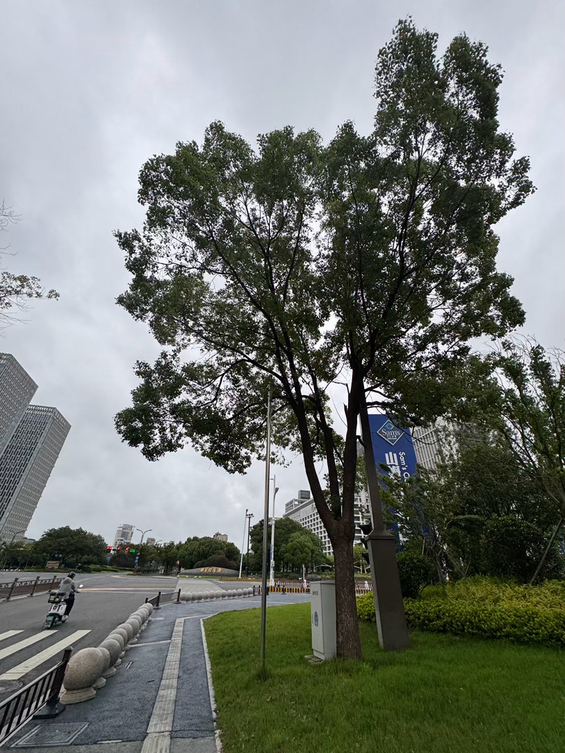 台风巴威二次登陆 7月12日，扬州早晨。街头风大雨小，气温正好。没事就别出门，在