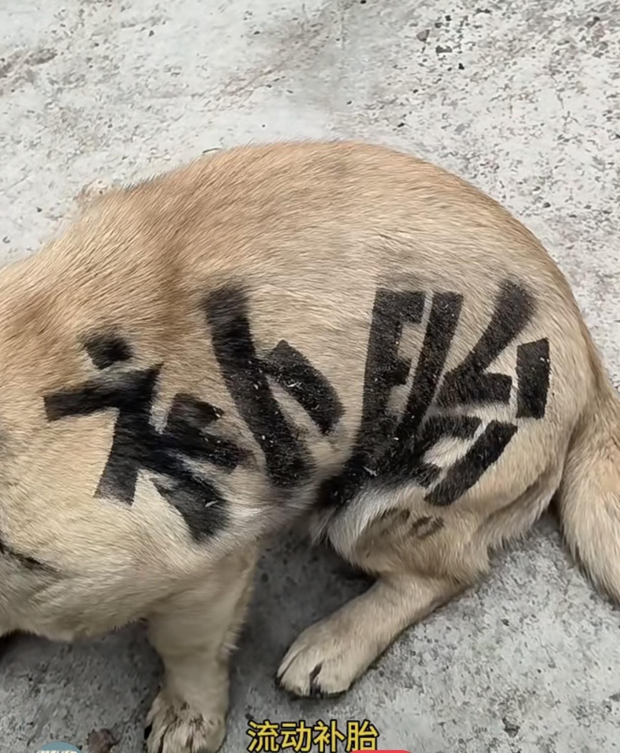 见过花式打广告的，没见过把广告“写”在狗狗身上的！

这只毛孩子的毛发被涂上“补