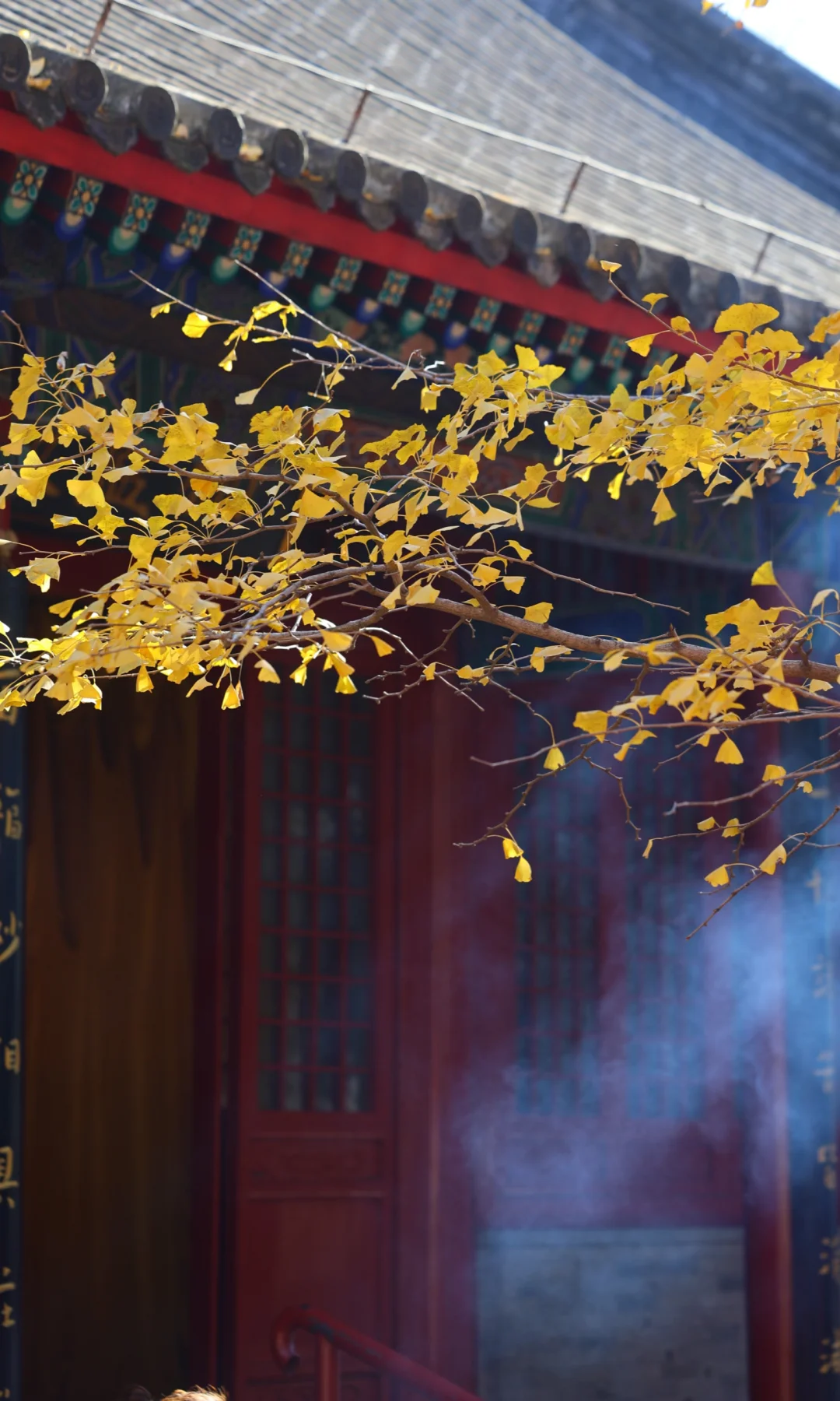 11.13红螺寺，千年银杏已秃，北京赏秋将结束