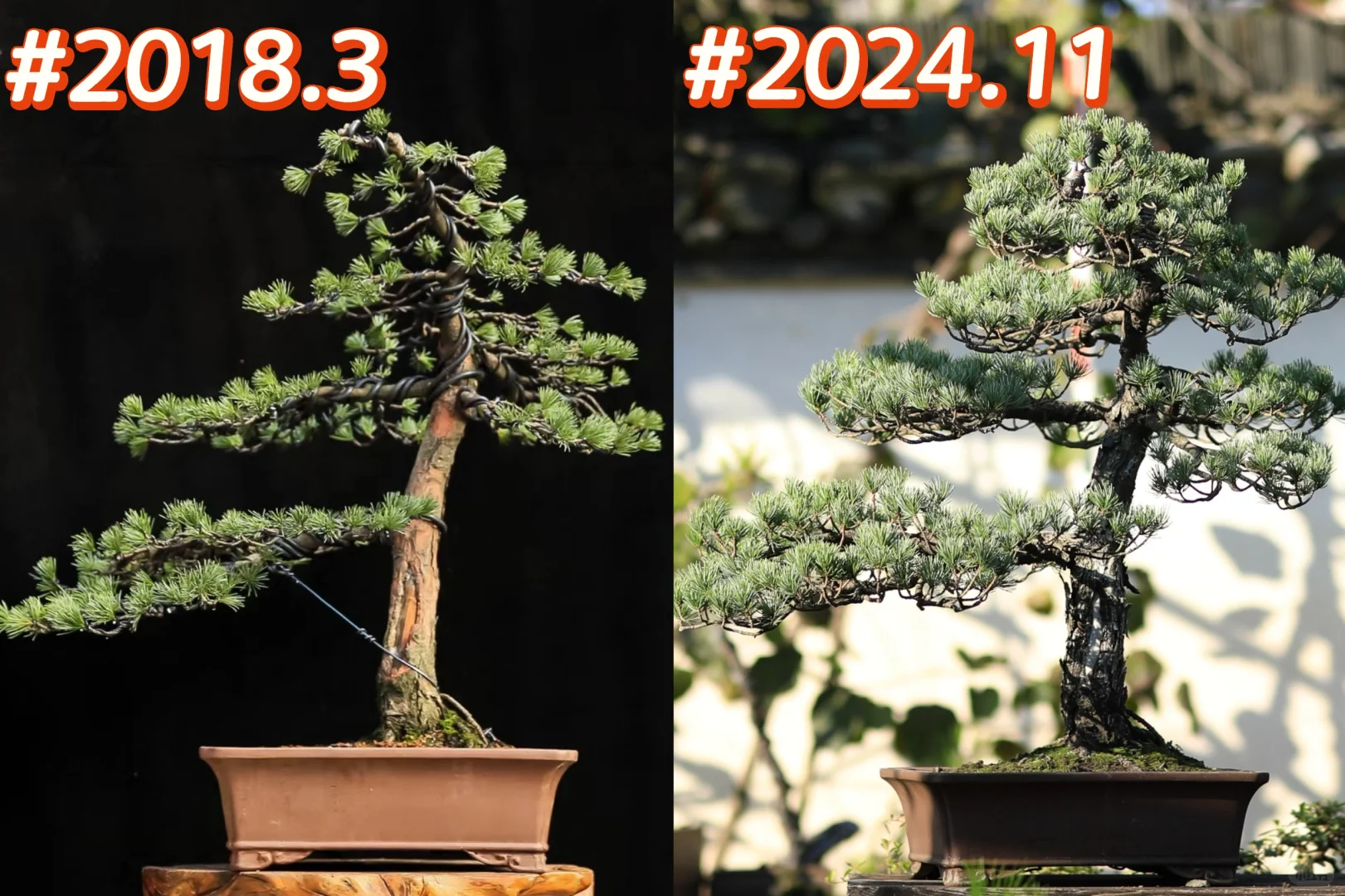 6年半养出来的松弛感
