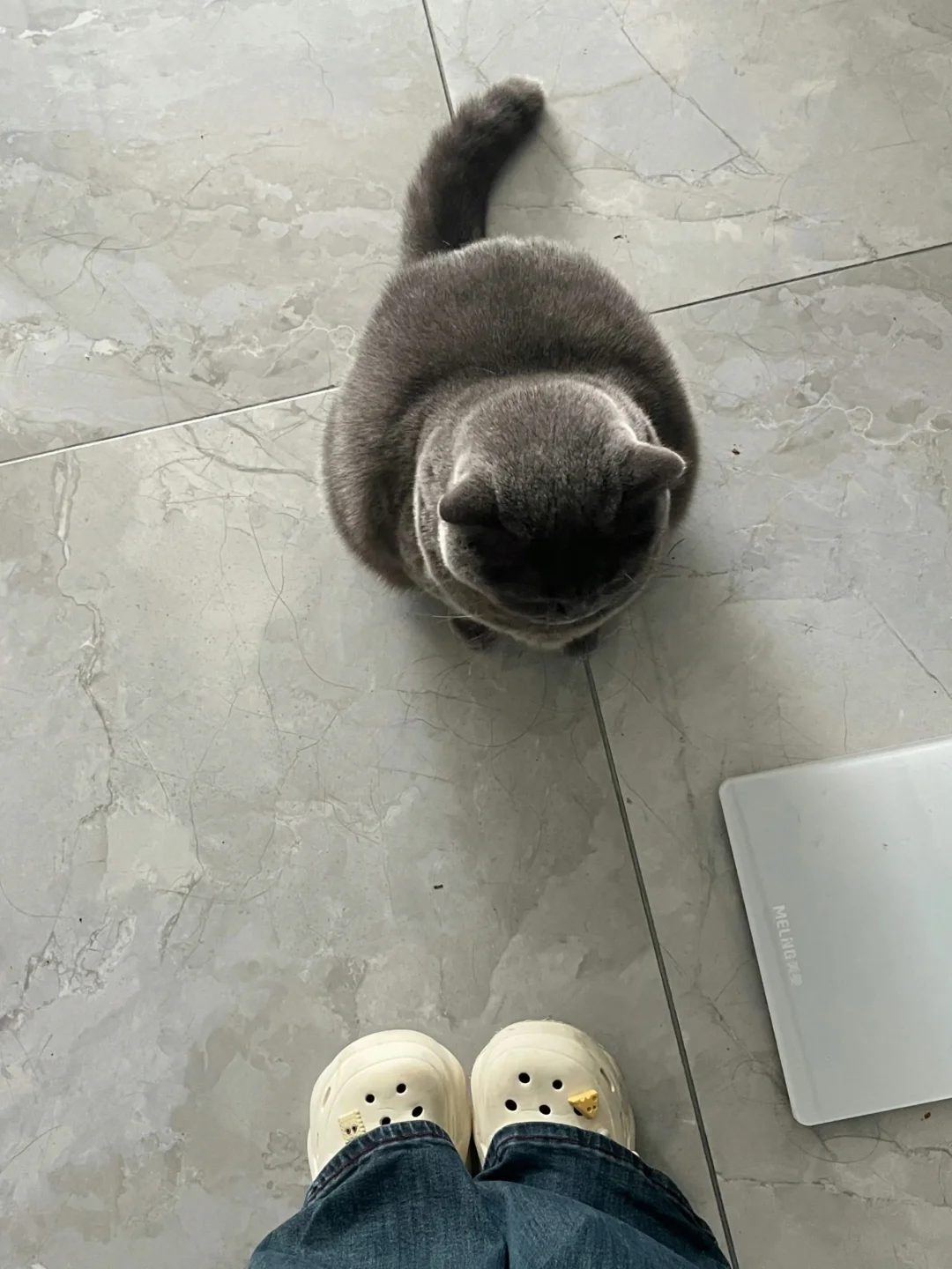 你看看你已经胖成球了，我可爱的🐱