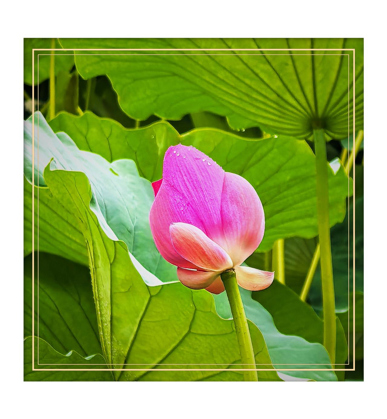 分享一张你拍的花，什么花都行8月15日，北京下雨拍荷花（动物园）