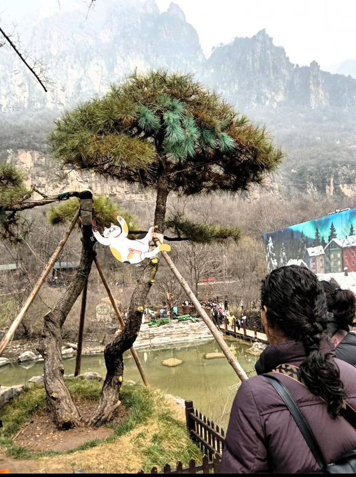 今儿来这地儿游玩儿，一眼就瞧见这棵造型特别的松树啦！树干被木杆稳稳支撑着，枝桠长