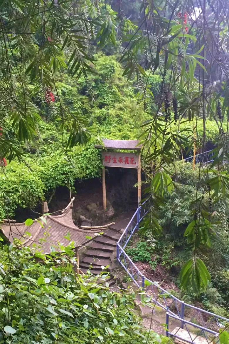 禾雀掠影：鹤山大雁山公园·野生禾雀花