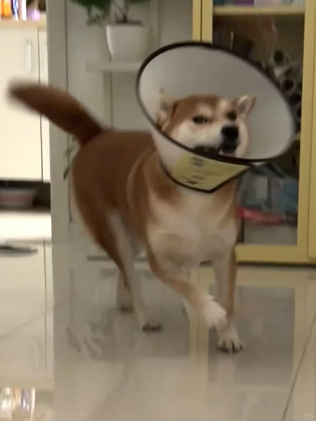 出院第四天 精神状态超前